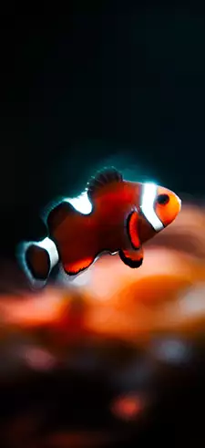 Fish Live Wallpapers